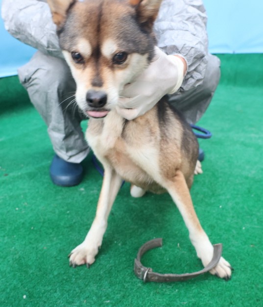 제주 동물보호센터_450650202403572